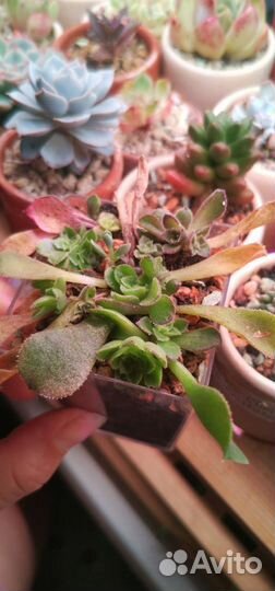 Суккуленты/Детки/Граптоверия/Эониум/Седум