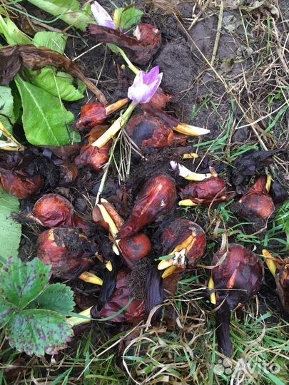 Безвременник луковицы