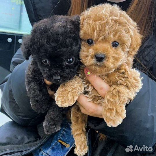 Собака мальтипу разные малыши