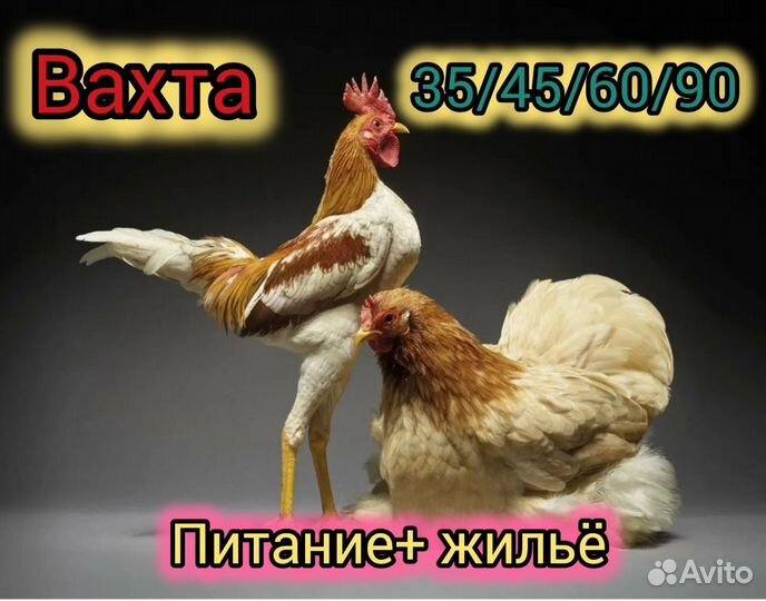 Работа вахтой Разнорабочий/ ая на мясо птицы