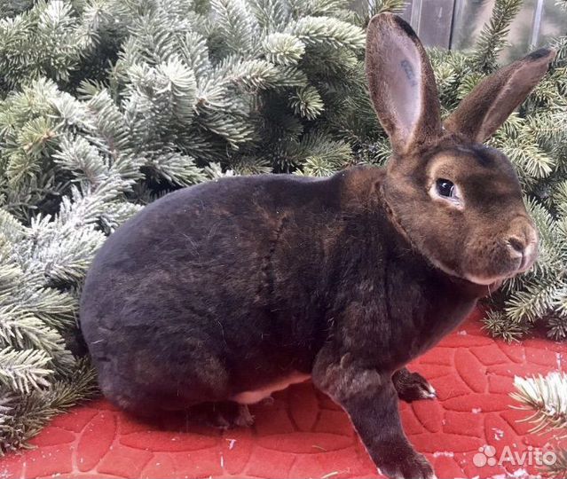 Кролики рекс кастор, шиншилловый