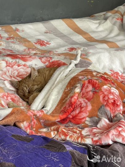 Передержка кошек, котят. Гостиница для животных