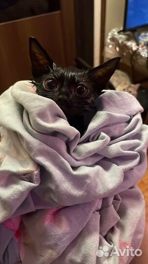 Очень ласковый котенок черненький
