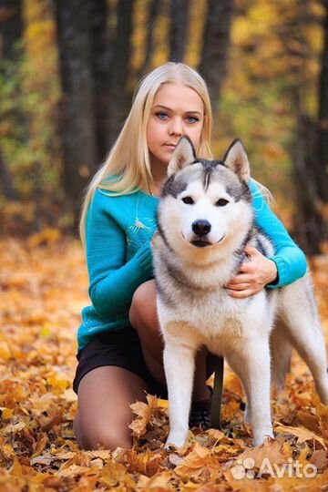 Вязка кобеля сибирской хаски. Фотосесси