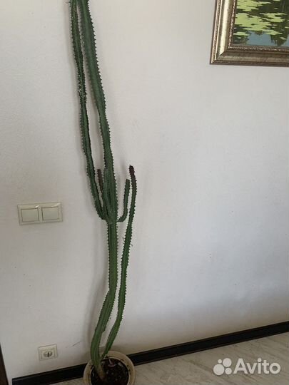 Молочай трехгранный