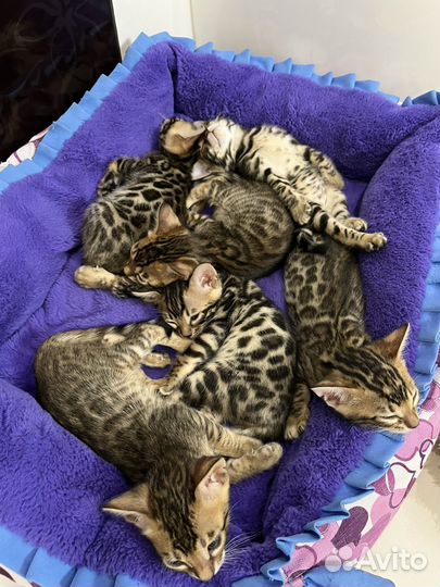 Бенгальские котята