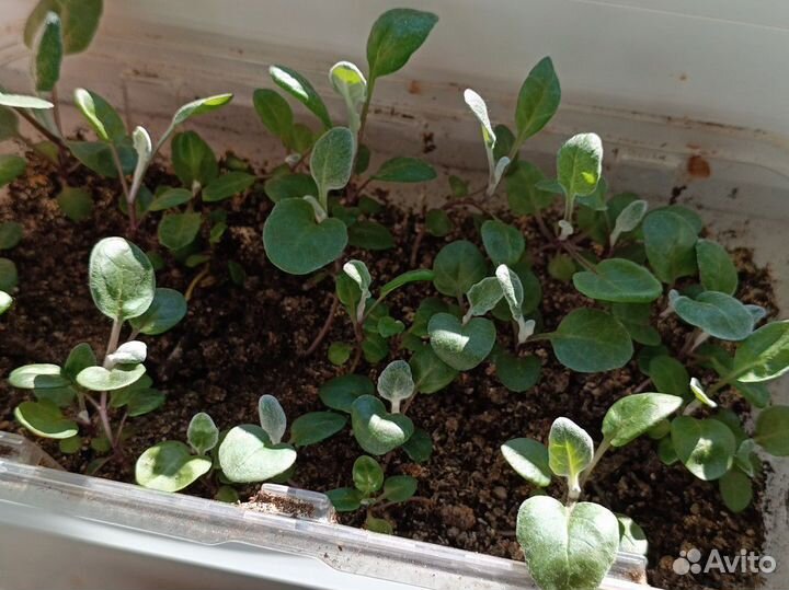 Рассада многолетних цветов