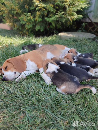 Щенки Бигля