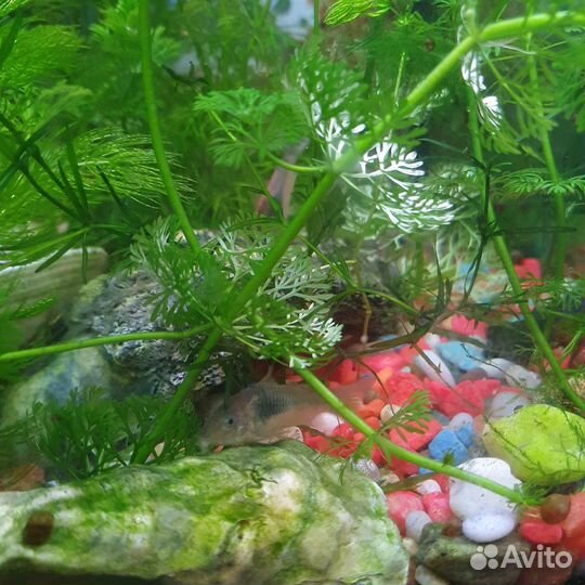 Аквариумные рыбки и растения
