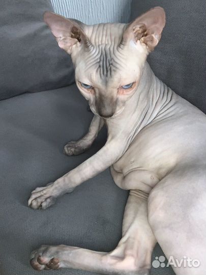 Донской сфинкс