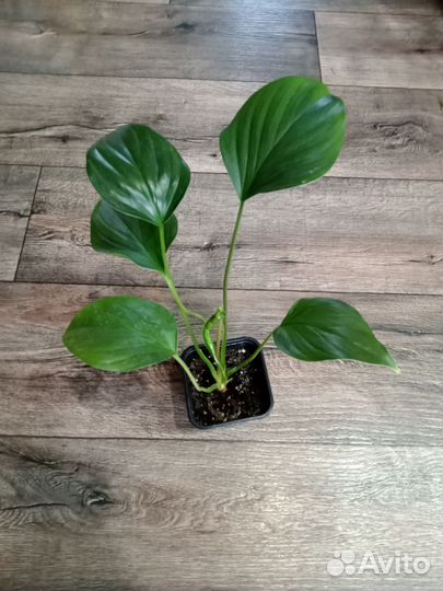 Комнатные цветы 2