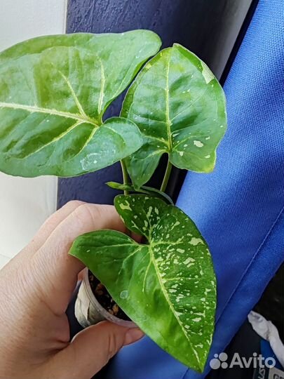 Эпипремнум, Сциндапсус, сингониум