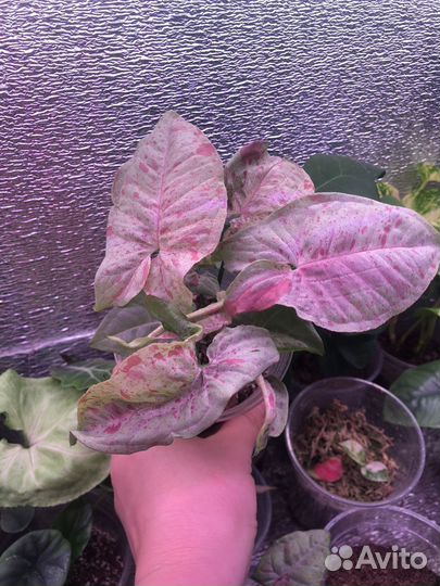 Сингониумы