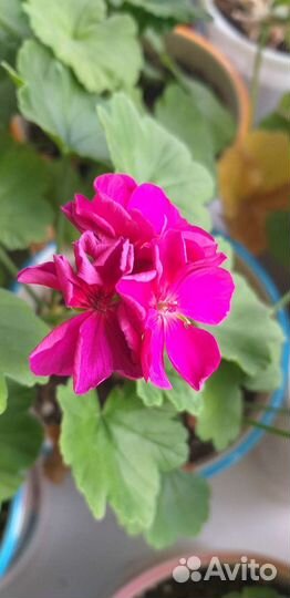 Пеларгония герань