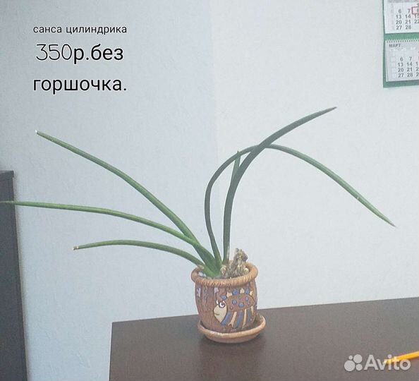 Комнатные меняю на садовые или продам