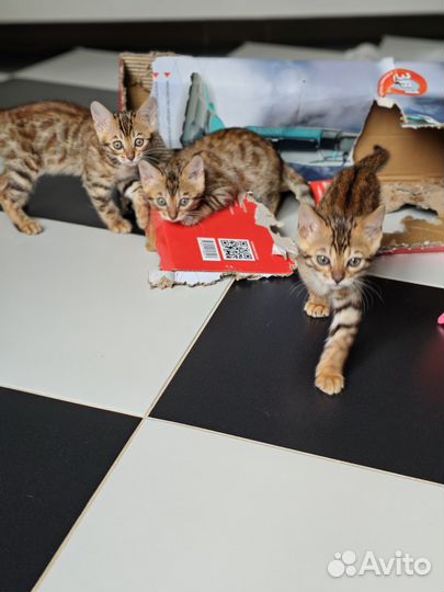 Бенгальская кошка