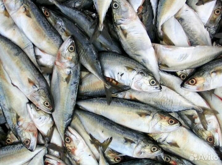 Продается готовый бизнес: морепродукты