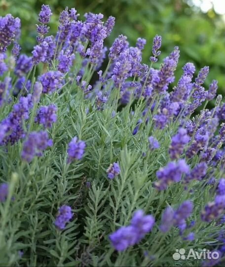 Растения для сада : Гипсофила ползучая, Лаванда