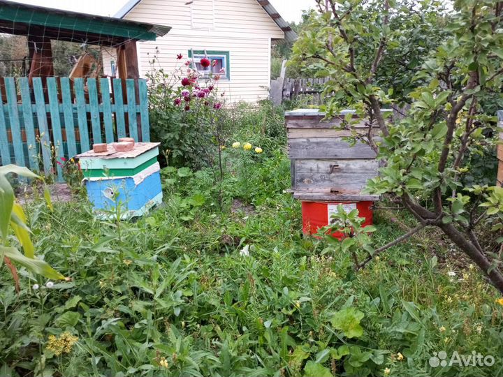 Ульи с пчелами