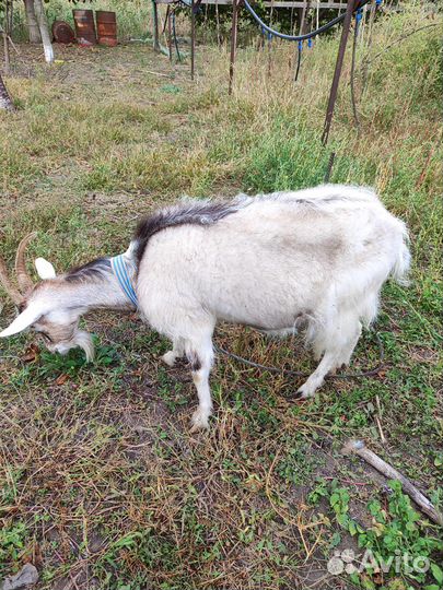 Коза нубийская