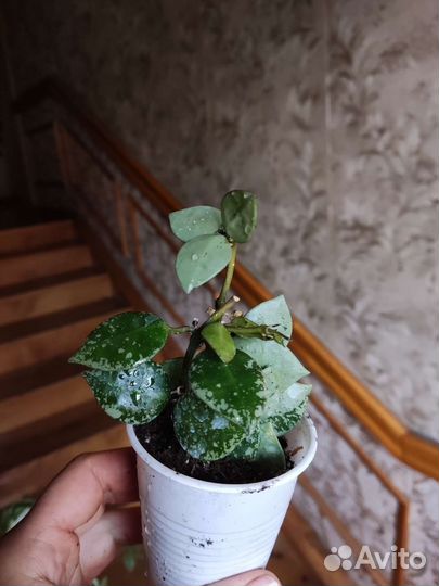 Хойя эскимо