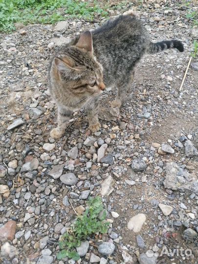 Кошки в добрые руки бесплатно