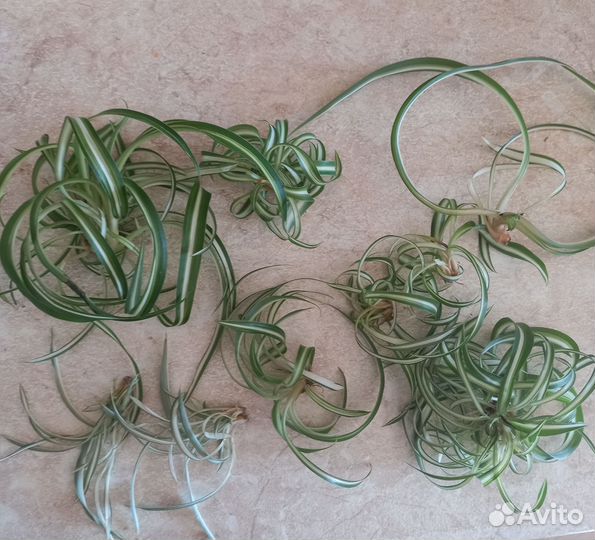Хлорофитум кудрявый бонни