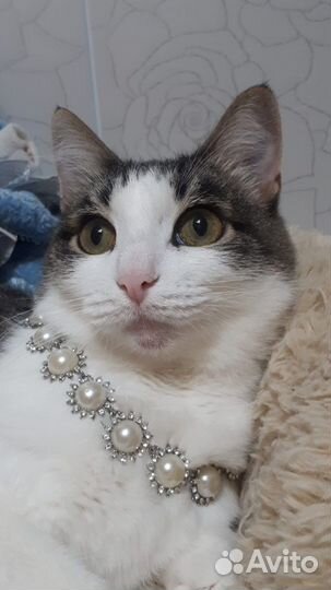 Кошки в добрые руки