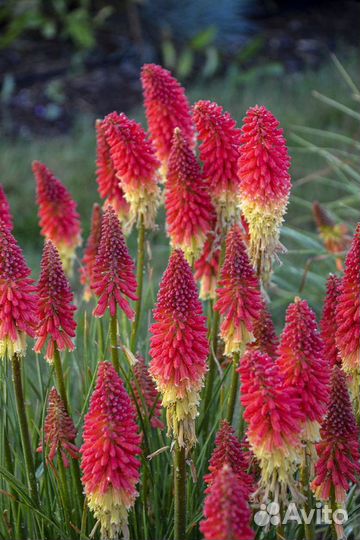 Клеродендрум Бунге, Книфофия Тукка