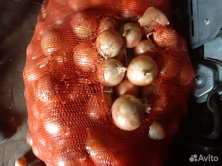 Лук репчатый