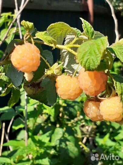 Жёлтая малина