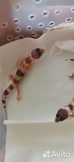 Пятнистый эублефар (Eublepharis Maculari)