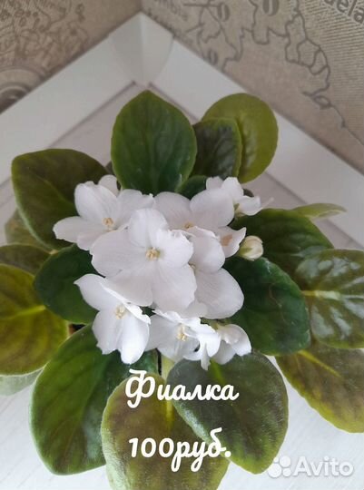 Комнатные растения цветы