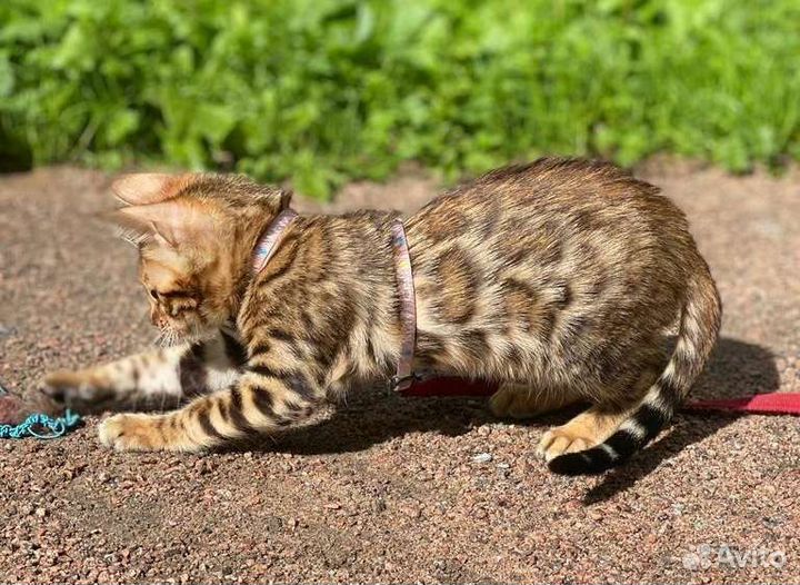 Бенгальская кошечка Таис