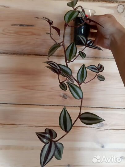 Цветы набор