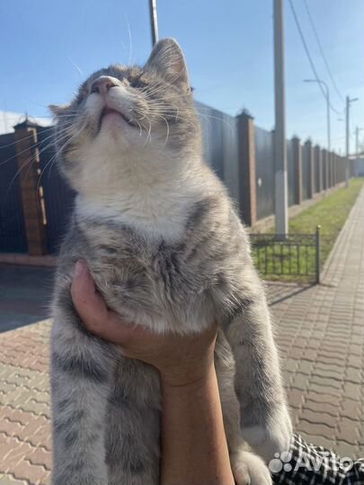 Котик в добрые руки