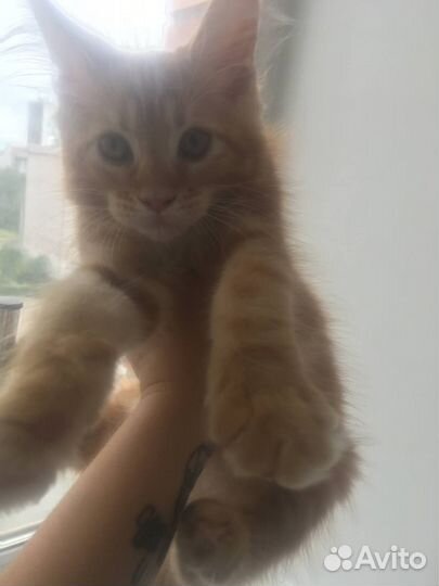 Кошки мэйкун