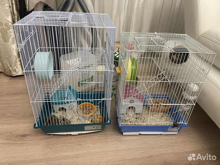 Джунгарские хомяки с клеткой