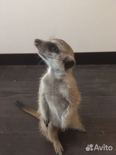 Сурикаты малыши