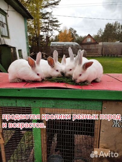 Кролики на племя