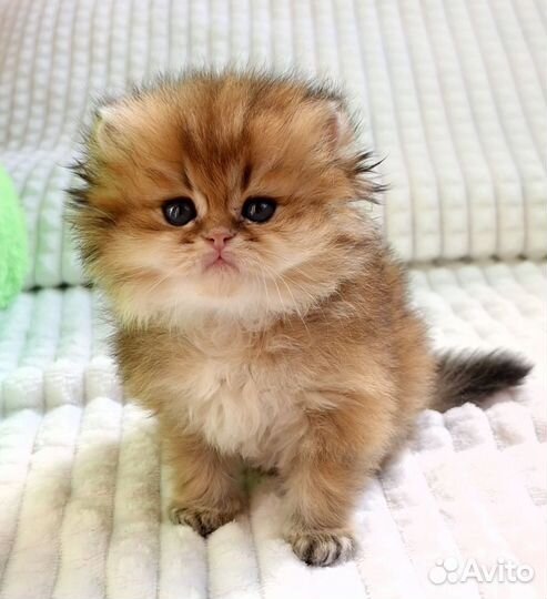 Котята золотые британские длинношерстные шиншиллы
