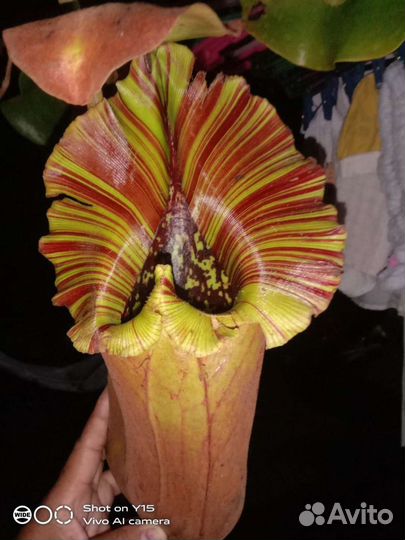 Хищные растения. Непентес (семена 5 видов)