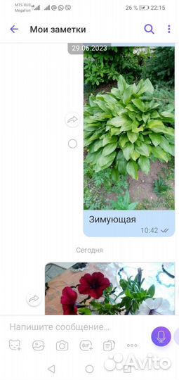 Хоста растение