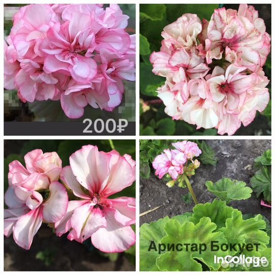 Сортовые пеларгонии