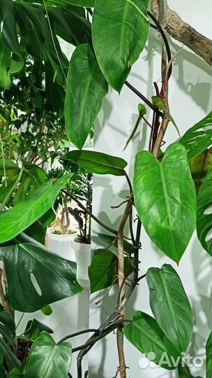 Philodendron Siam Sunrise, Сциндапсус N’Joy, Philo