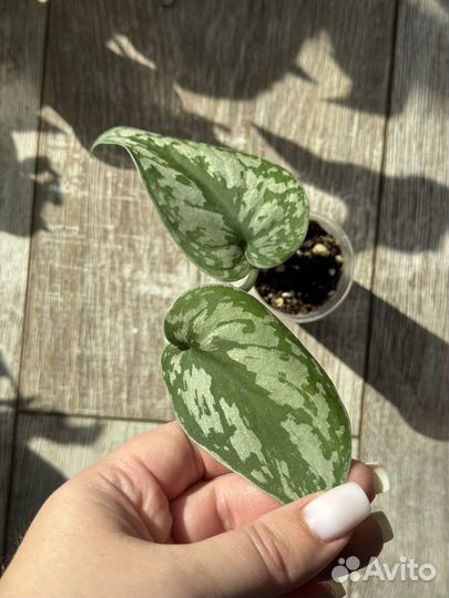 Сциндапсус, эпипремнум