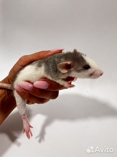 Крыса дамбо мальчик