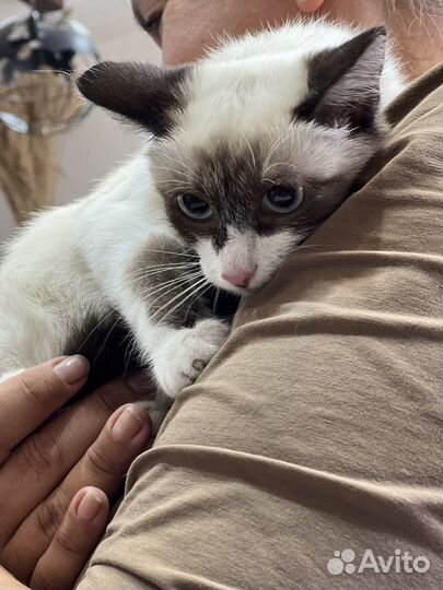 Котенок Гав