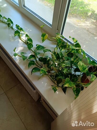 Сциндапсус