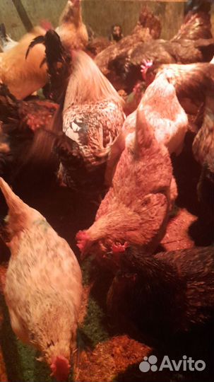 Петухи домашние